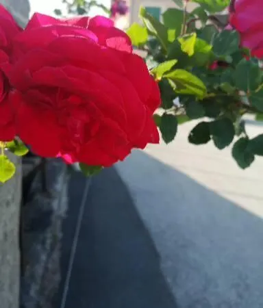 Genova Country Fegino