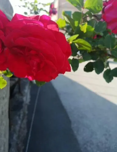 Genova Country Fegino